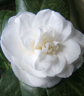 camellia ‘wisley white’ .jpg - 27394 Bytes